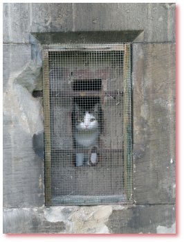 Katze